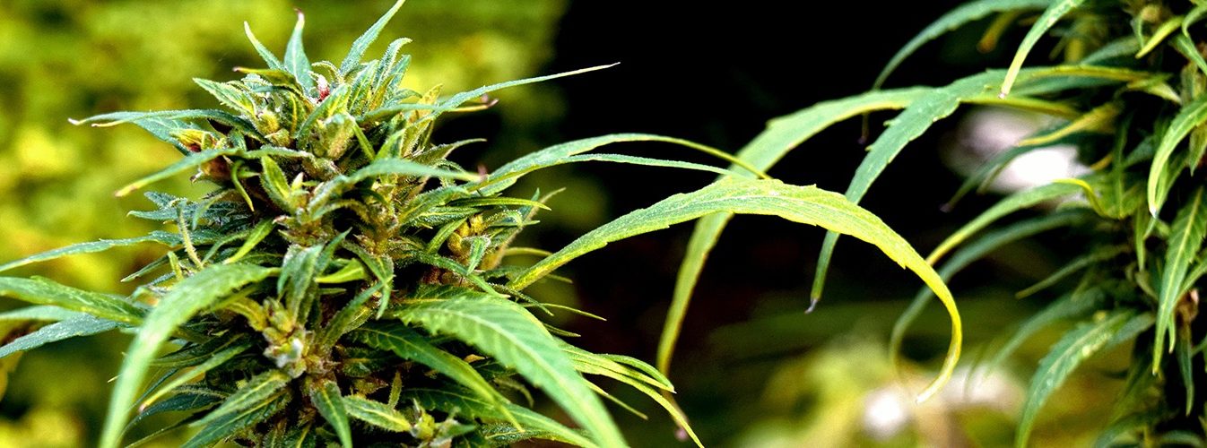 Growing-Marijuana